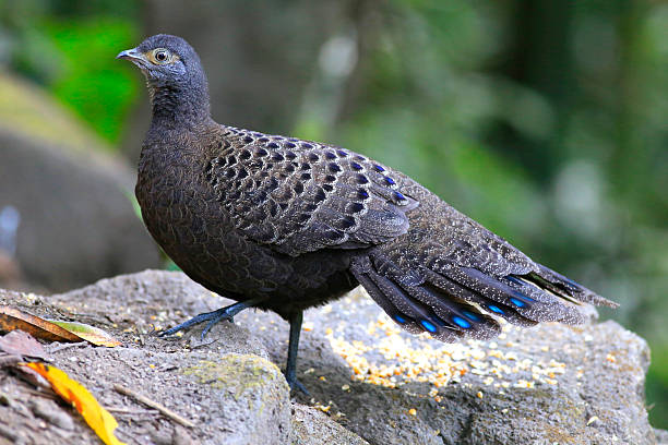 ÉPERONNIER DE CHINQUIS