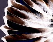 Abat-jour Conique en plumes de CANARD