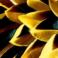 Abat-jour Conique en plumes de CANARD