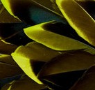 Abat-jour Conique en plumes de CANARD