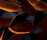 Abat-jour Conique en plumes de CANARD