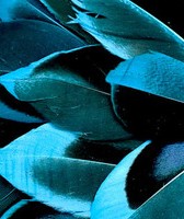 Abat-jour Conique en plumes de CANARD