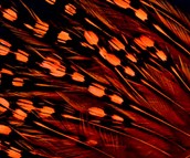 Abat-jour Conique en plumes de COQ DE SONNERAT