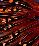 Abat-jour Conique en plumes de COQ DE SONNERAT