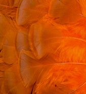 Abat-jour Conique en plumes de DINDON BRONZÉ