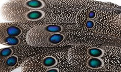 Abat-jour Conique en plumes d'ÉPERONNIER DE CHINQUIS