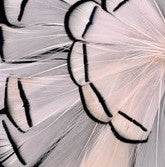 Abat-jour Conique en plumes de FAISAN LADY HAMERST