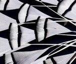 Abat-jour Conique en plumes de FAISAN LADY HAMERST