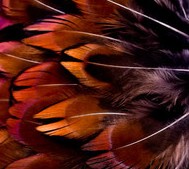 Abat-jour Rond en plumes de FAISAN DE COLCHIDE