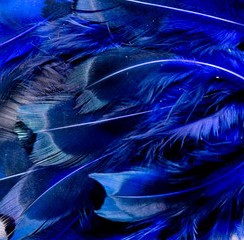 Abat-jour Rond en plumes de FAISAN DE COLCHIDE