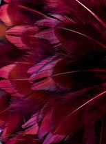 Abat-jour Rond en plumes de FAISAN DE COLCHIDE