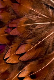 Abat-jour Rond en plumes de FAISAN DE COLCHIDE