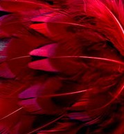 Abat-jour Rond en plumes de FAISAN DE COLCHIDE