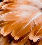 Abat-jour Rond en plumes de FAISAN DE COLCHIDE