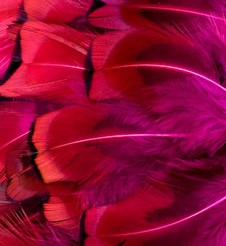 Abat-jour Rond en plumes de FAISAN DE COLCHIDE