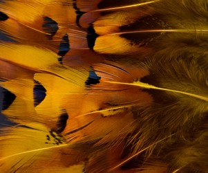 Abat-jour Rond en plumes de FAISAN DE COLCHIDE