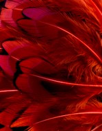 Abat-jour Rond en plumes de FAISAN DE COLCHIDE