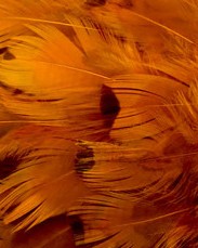 Abat-jour Rond en plumes de FAISAN DE COLCHIDE