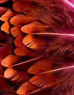 Abat-jour Rond en plumes de FAISAN DE COLCHIDE