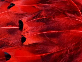 Abat-jour Rond en plumes de FAISAN DE COLCHIDE