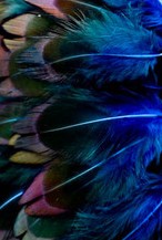 Abat-jour Rond en plumes de FAISAN DE COLCHIDE