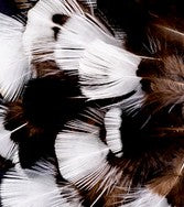 Abat-jour Rond en plumes de FAISAN DE SWINHOE