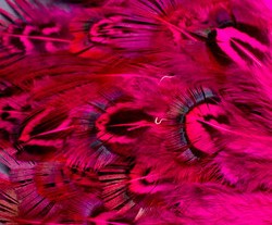 Abat-jour conique en plumes de Faisan Doré