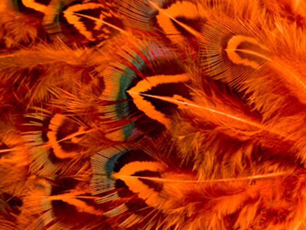 Abat-jour rond en plumes de FAISAN DORÉ