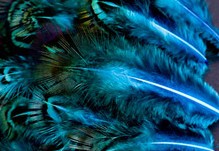 Abat-jour rond en plumes de FAISAN DORÉ