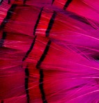 Abat-jour rond en plumes de FAISAN DORÉ