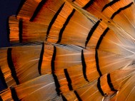 Abat-jour rond en plumes de FAISAN DORÉ