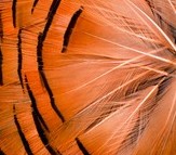 Abat-jour rond en plumes de FAISAN DORÉ