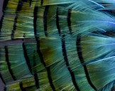 Abat-jour conique en plumes de Faisan Doré