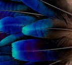 Abat-jour Rond en plumes de LOPHOPHORE