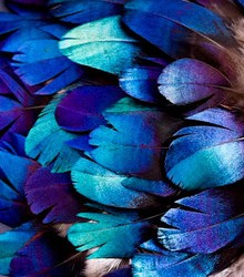 Abat-jour Conique en plumes de LOPHOPHORE