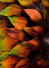 Abat-jour Rond en plumes de LOPHOPHORE