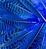 Abat-jour Conique en plumes de Paon Bleu