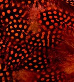 Abat-jour Rond en plumes de PINTADE DE NUMIDIE