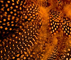 Abat-jour Rond en plumes de PINTADE DE NUMIDIE