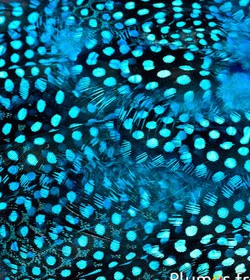 Abat-jour Conique en plumes de PINTADE DE NUMIDIE