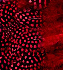 Abat-jour Rond en plumes de PINTADE DE NUMIDIE