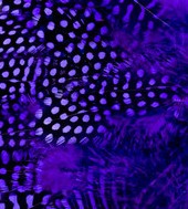 Abat-jour Conique en plumes de PINTADE DE NUMIDIE