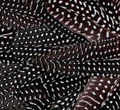 Abat-jour Rond en plumes de PINTADE DE NUMIDIE